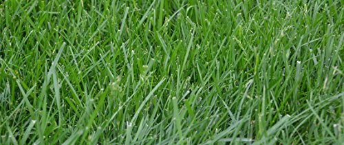 Kentucky 31 K31 Tall Fescue Grass Seed by Eretz – Choose Size! State Certified, No fillers, No Weed or Other Crop Seeds (3lbs) - Image 8